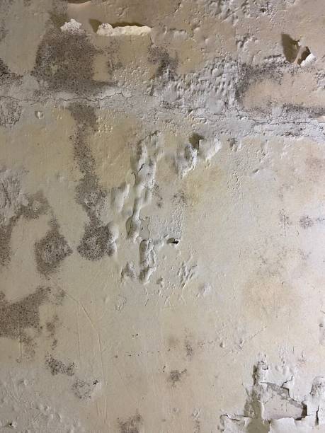 Best Black Mold Removal  in Palmetto, GA