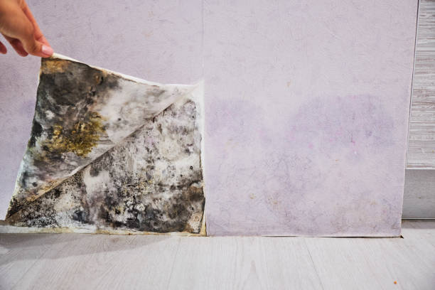 Best Residential Mold Removal  in Palmetto, GA